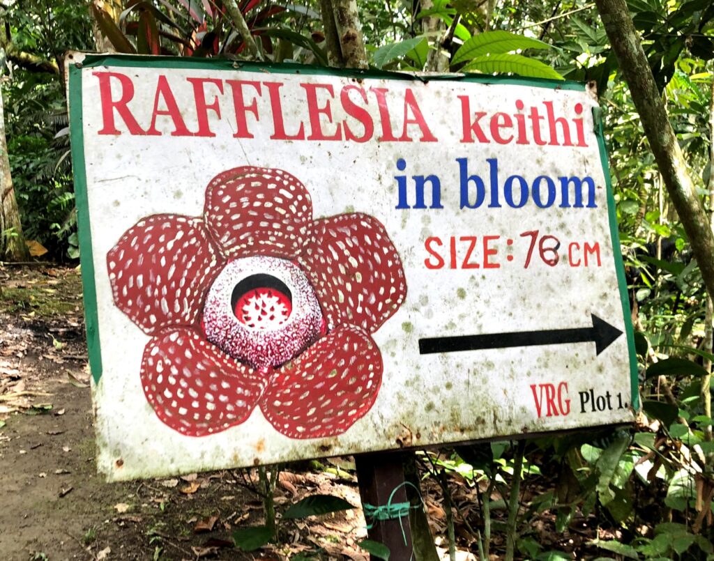 rafflesia