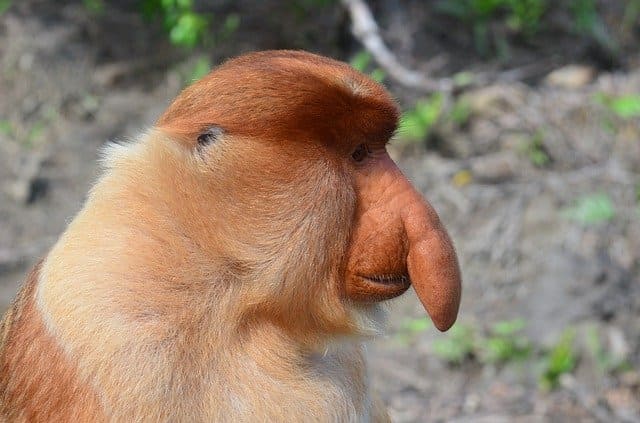 テングザルに会える コタキナバル発リバークルーズを紹介 行先別に比較 旅りーまん テングザルに会える コタキナバル発リバークルーズを紹介 行先別に比較 旅りーまん