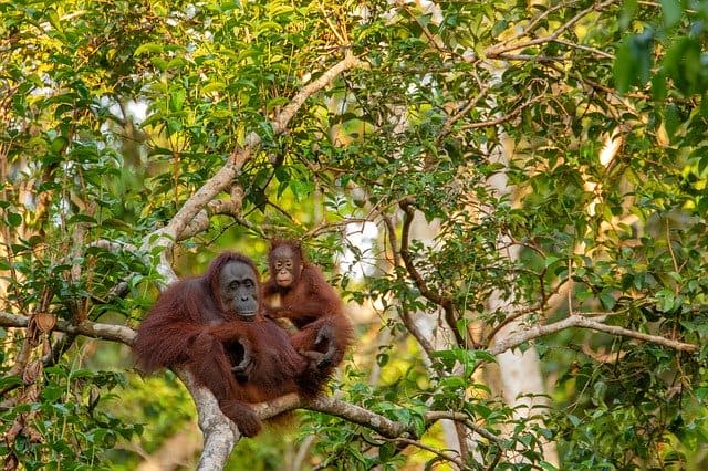 オランウータン