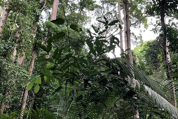 ボルネオ ジャングル