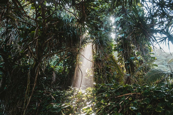 コタキナバル ジャングル