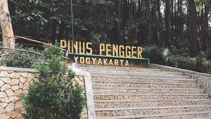 pinus pengger